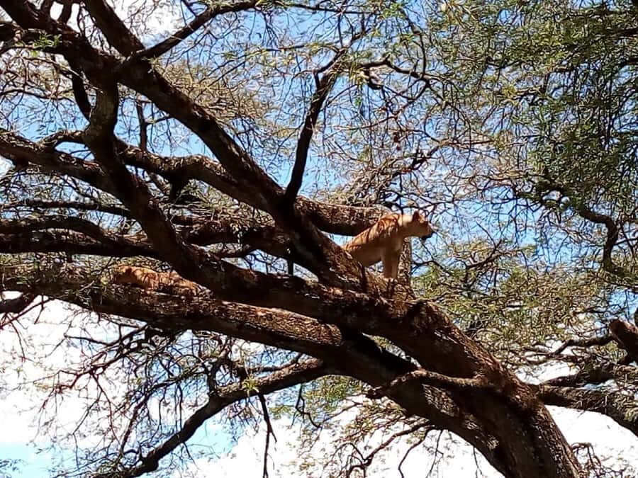 From Mombasa: Tsavo National Park Full-Day Group Trip - Tsavo East in One Long Day: why this safari works