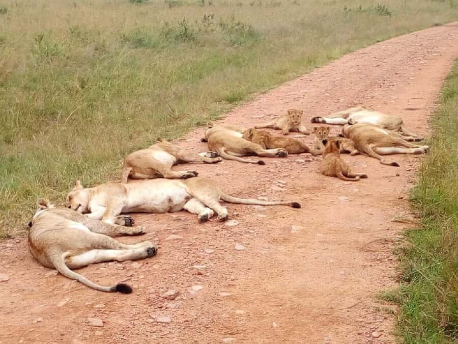 From Mombasa: Tsavo National Park Full-Day Group Trip - Lodge lunch inside the camp: food you’ll actually want in the middle of the day