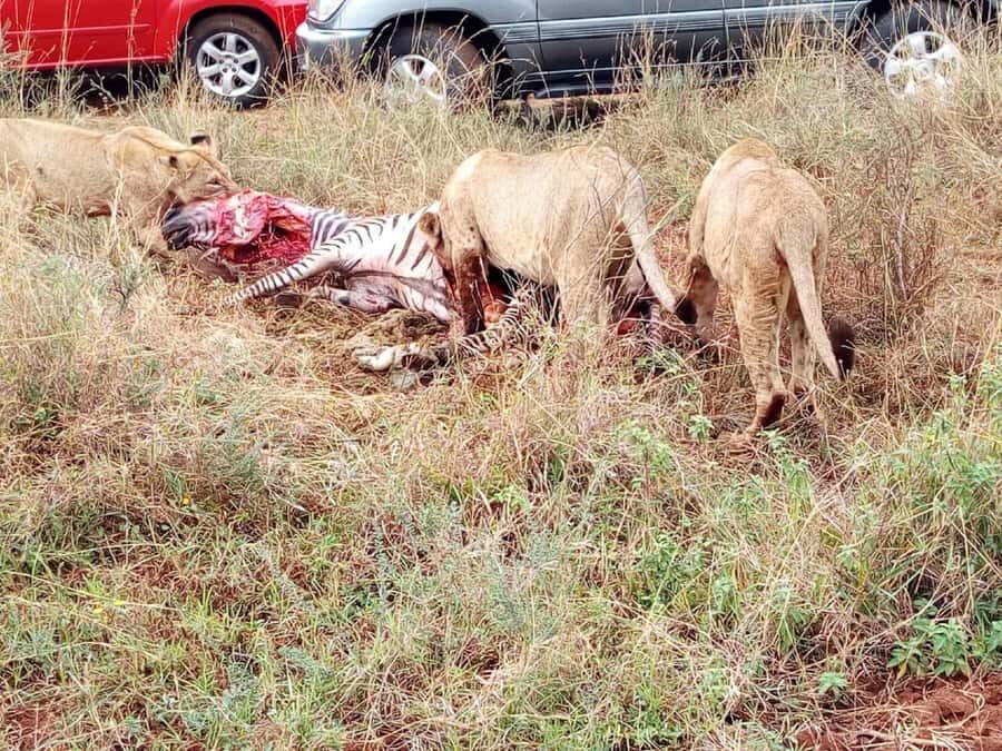 From Mombasa: Tsavo National Park Full-Day Group Trip - The afternoon drive: Galana River drama and Yatta Plateau scale