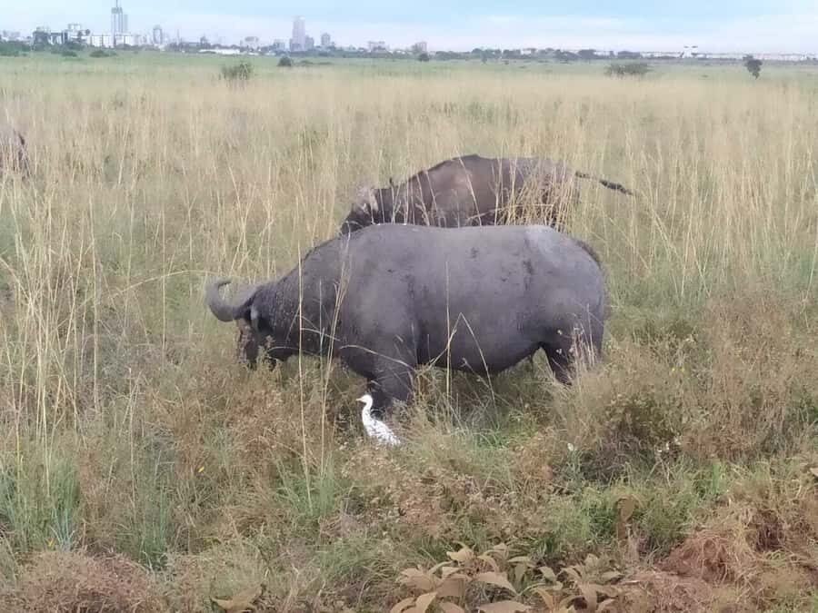 From Mombasa: Tsavo National Park Full-Day Group Trip - Wildlife chances: what you might see, and what you should not expect on a one-day trip