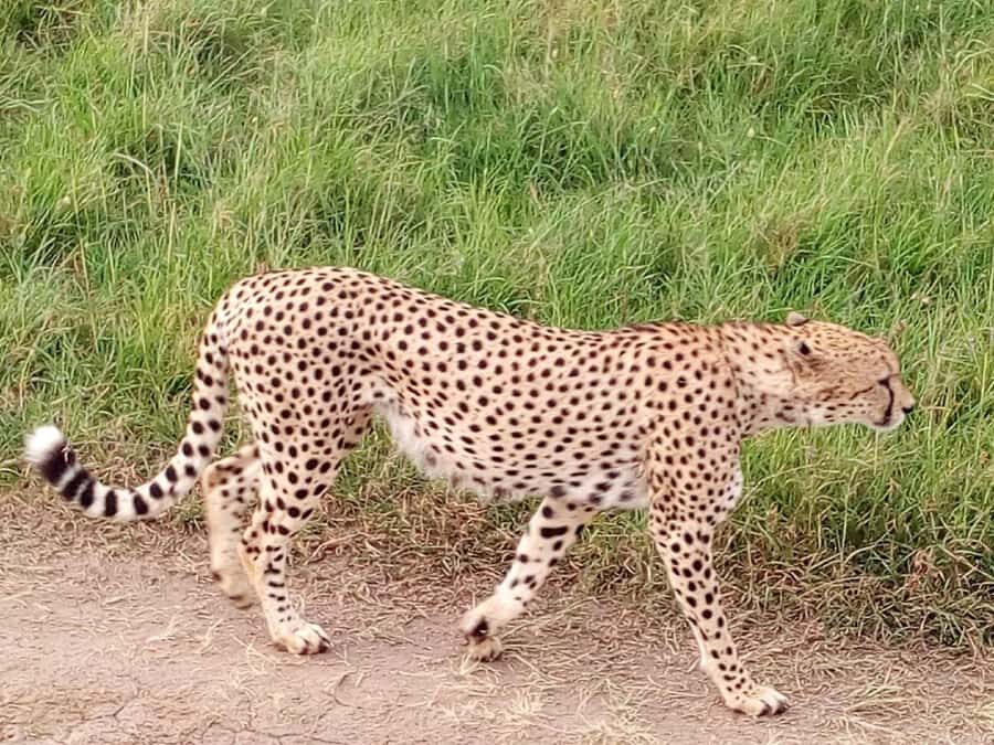 From Mombasa: Tsavo National Park Full-Day Group Trip - Price and park fees: the real value of $153