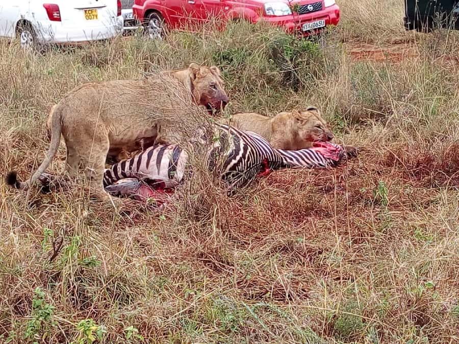 From Mombasa: Tsavo National Park Full-Day Group Trip - Getting from Mombasa: pickup zones, road time, and the traffic tax