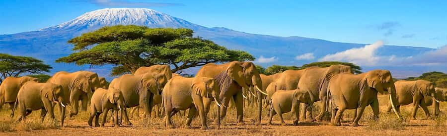 From Nairobi: 2-Day Amboseli National Park Safari - From Nairobi to Amboseli: the ride, the route, and the payoff