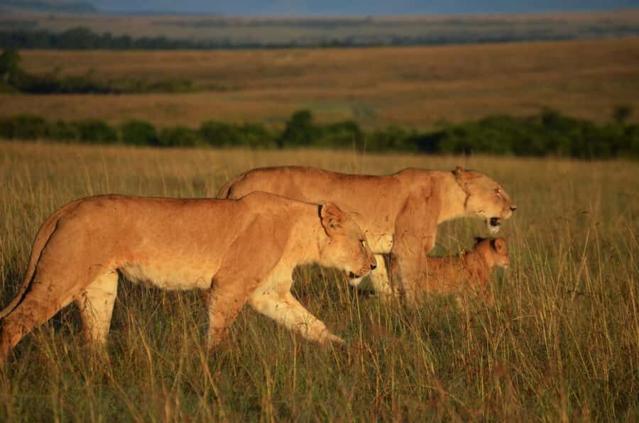 From Nairobi : 2-Days 1-Night Masai Mara Private 4WD Safari - What You Can Expect to See on the Plains