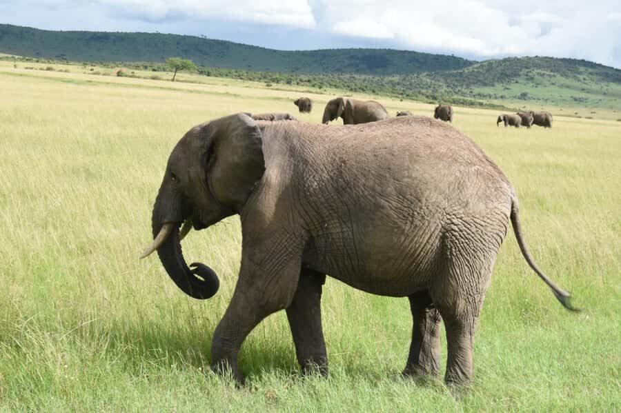 From Nairobi : 2-Days 1-Night Masai Mara Private 4WD Safari - Who Should Book This Private Safari?