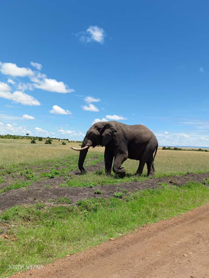 From Nairobi : 2-Days 1-Night Masai Mara Private 4WD Safari - Should You Book This 2-Day Private Masai Mara Safari?