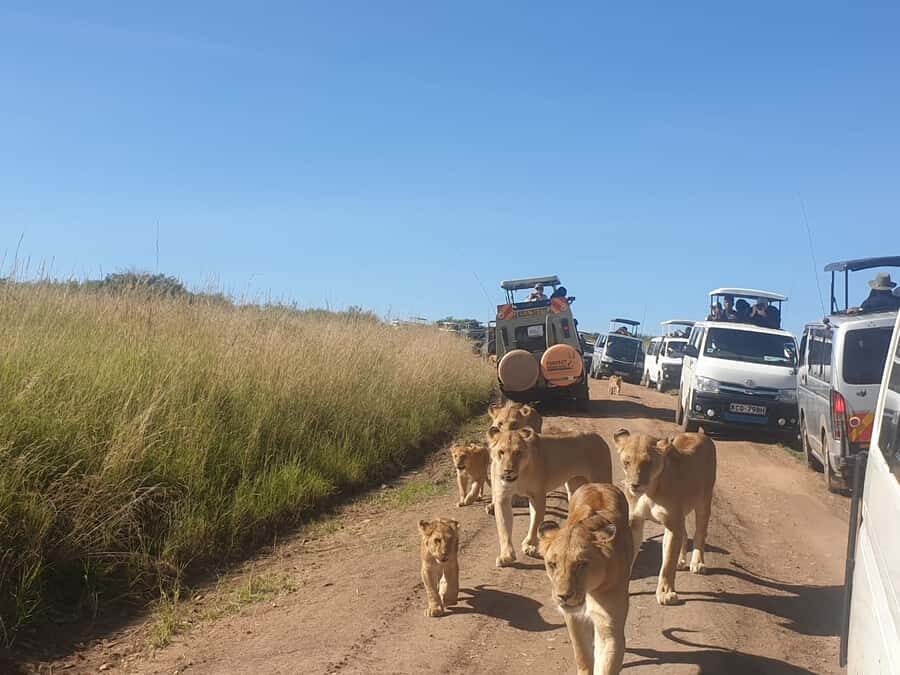 From Nairobi: 3 Days, 2 Nights Maasai Mara Group Safari - Key things to notice before you go