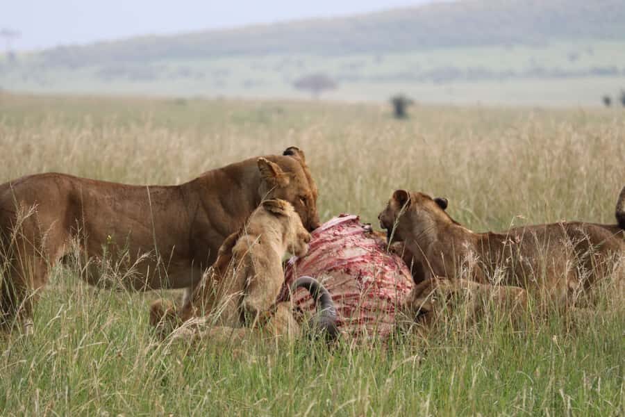 From Nairobi: 3 Days, 2 Nights Maasai Mara Group Safari - Maasi Culture Stop and Inside the Huts: What You’ll Learn