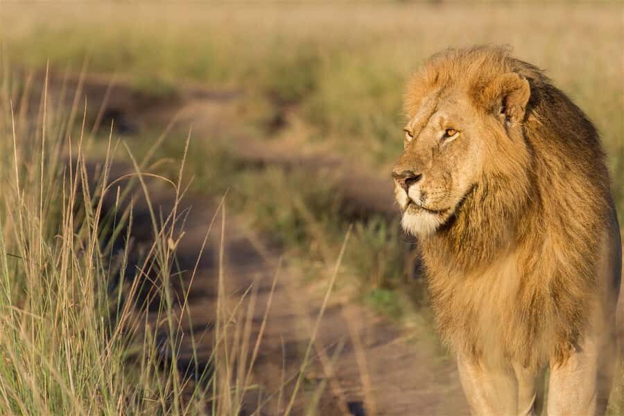 From Nairobi: 3 Days 2 Nights Masai Mara Group Safari - Key things that make this Maasai Mara safari work