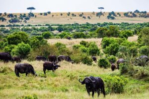 From Nairobi: 3 Days 2 Nights Masai Mara Group Safari - Day 1: Nairobi pickup, Rift Valley views, lunch check-in, then a 4:00 pm sunset drive