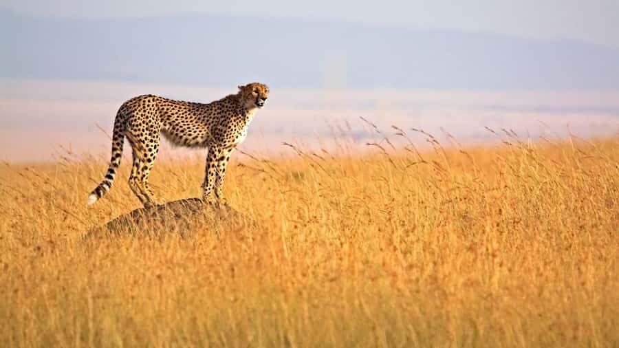 From Nairobi: 3 Days 2 Nights Masai Mara Group Safari - Day 2: 7:00 am–late game drives for the Big Five, with a Mara River crossing push