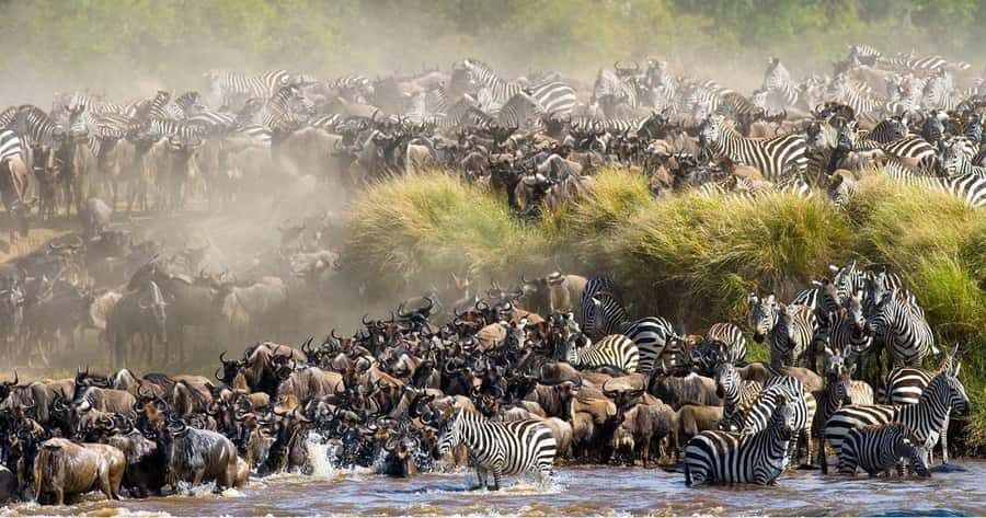 From Nairobi: 3 Days 2 Nights Masai Mara Group Safari - Who should book this Maasai Mara group safari?