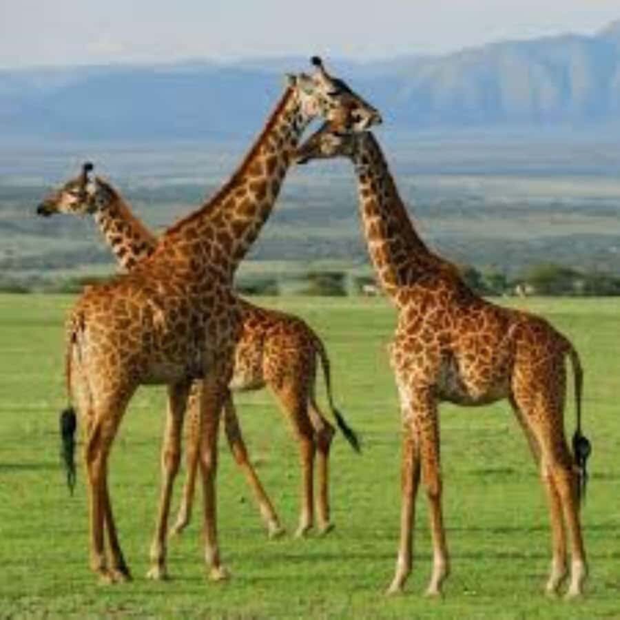 From Nairobi: 3 - Days Maasai Mara Group Safari by 4WD - Key Highlights to Know Before You Go