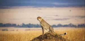 From Nairobi: 3 - Days Maasai Mara Group Safari by 4WD - Day 1: The Great Rift Valley View and the Long Road to the Reserve