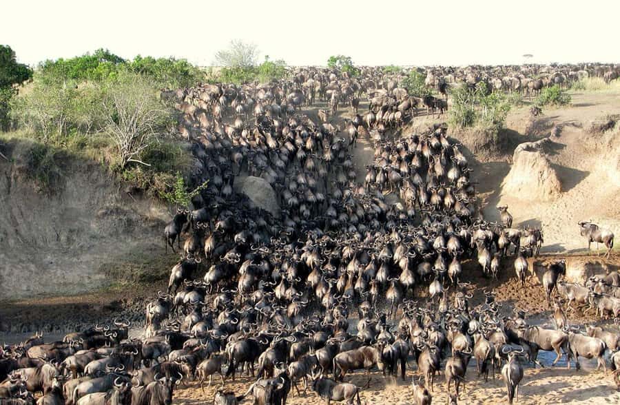 From Nairobi: 3 - Days Maasai Mara Group Safari by 4WD - Sunset Game Drive: Why Lions and Leopards Are Often the Main Story