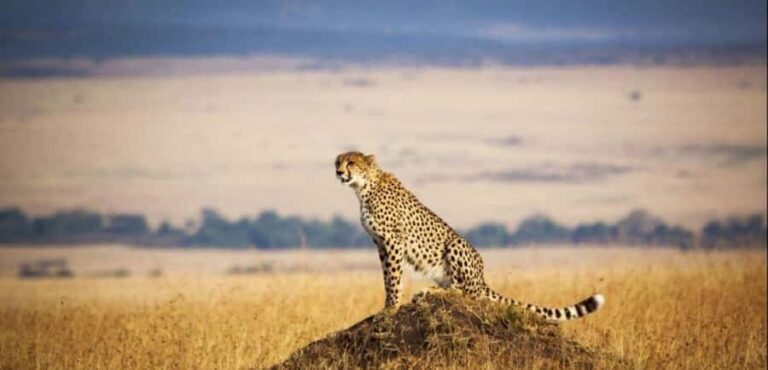 From Nairobi: 3 - Days Maasai Mara Group Safari by 4WD - Day 1: The Great Rift Valley View and the Long Road to the Reserve