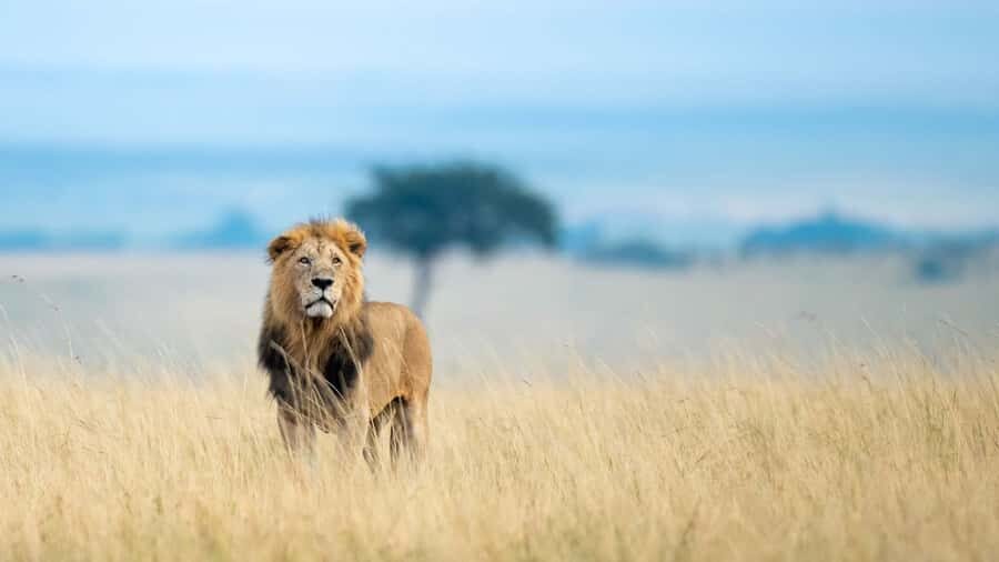 From Nairobi: 4-Day Maasai Mara and Lake Nakuru Group Safari - Key things to know before you go