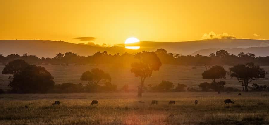 From Nairobi: 4-Day Maasai Mara and Lake Nakuru Group Safari - A fast Nairobi-to-Maasi Mara and Nakuru combo for serious wildlife time