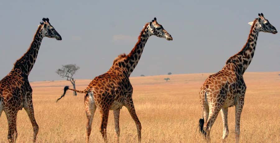 From Nairobi: 4-Day Maasai Mara and Lake Nakuru Group Safari - Your first Mara afternoon: check-in, then the 2-hour game drive