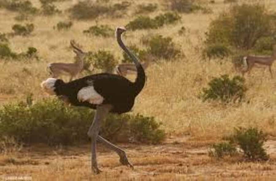 From Nairobi: 4-Day Maasai Mara and Lake Nakuru Group Safari - Lake Nakuru’s white rhinos: 3 hours of park time starting at 7:00 AM