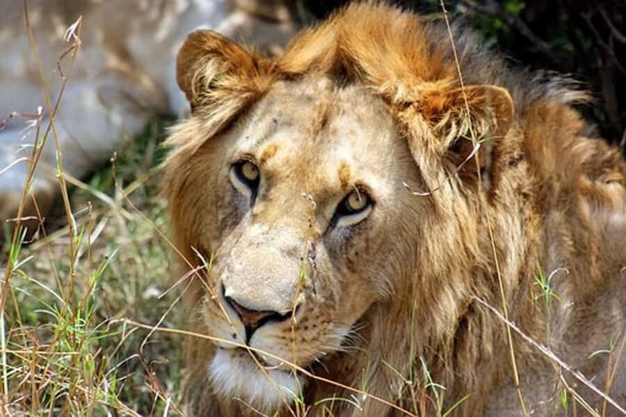 From Nairobi: 7 Days Masai Mara, Nakuru, and Amboseli Safari - Quick hits on this Nairobi Big Five safari