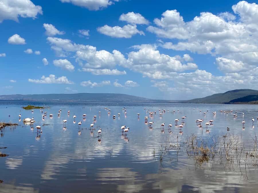 From Nairobi: 7 Days Masai Mara, Nakuru, and Amboseli Safari - Day 6: Amboseli full day for elephant herds, Observation Hill panoramas, and cheetah odds