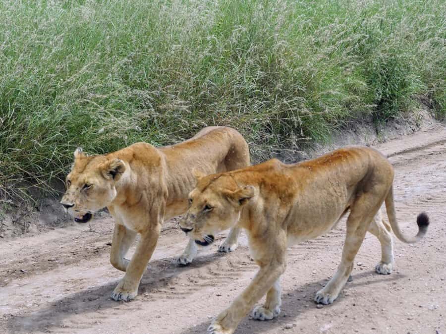 From Nairobi: 7 Days Masai Mara, Nakuru, and Amboseli Safari - Price and value check: what $1,520 per person actually covers