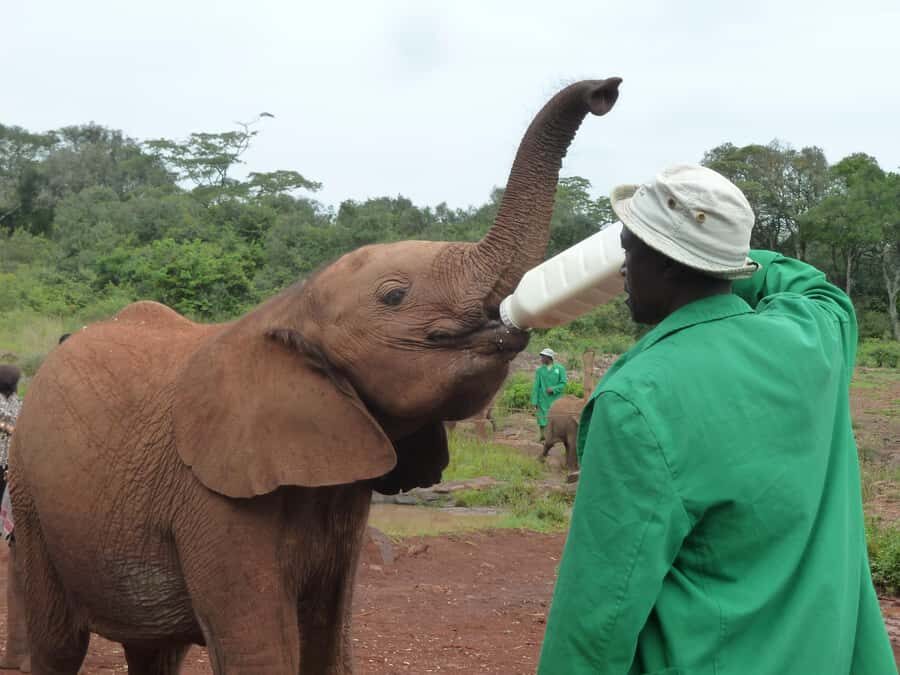From Nairobi: David Sheldrick Elephant Orphanage Tour - Key things to know before you go