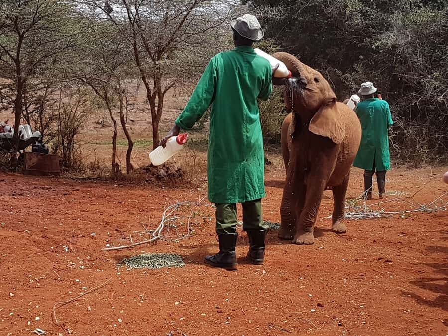 From Nairobi: David Sheldrick Elephant Orphanage Tour - Timing matters: Nairobi pickup and the orphanage feeding window