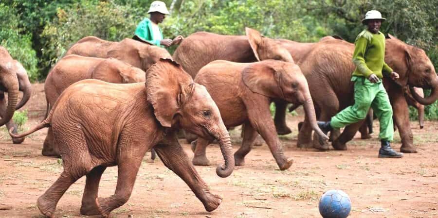 From Nairobi: David Sheldrick Elephant Orphanage Tour - The feeding choreography: younger calves to the 2–3 year olds