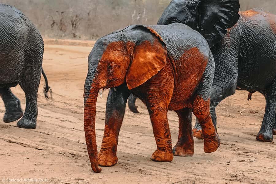 From Nairobi: David Sheldrick Elephant Orphanage Tour - Who this tour fits best (and who might want a different plan)