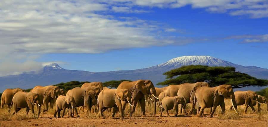 From Nairobi: Day Trip to Amboseli National Park - Key highlights to know before you go