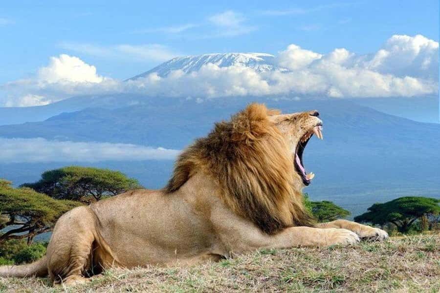 From Nairobi: Day Trip to Amboseli National Park - Pop-up roof safari van: comfort and photography in the same package