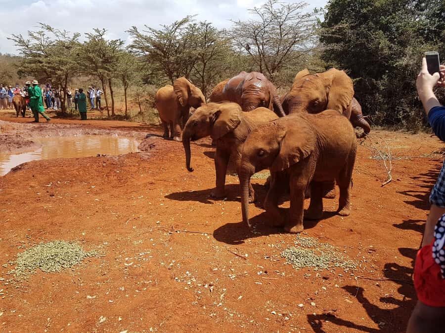 From Nairobi: Elephant Orphanage and Giraffe Center Day Trip - Kazuri Beads Factory: Handcrafted Jewellery with a Real Story