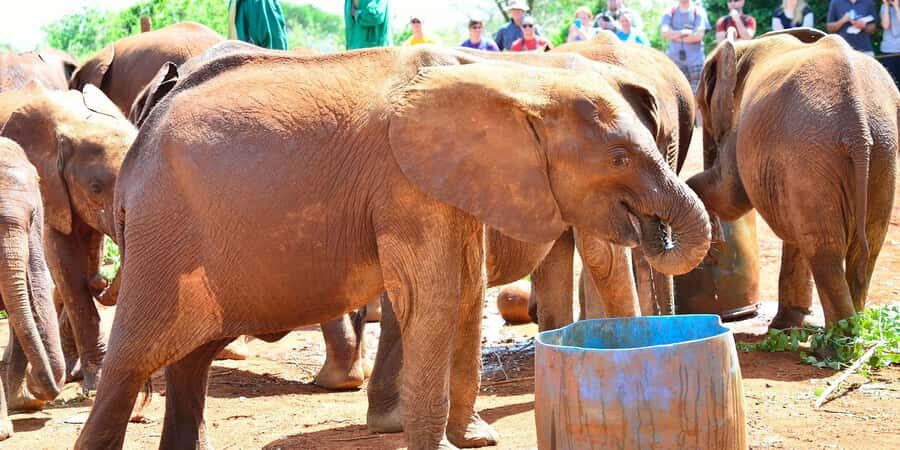 From Nairobi: Elephant Orphanage and Giraffe Center Day Trip - Optional Add-On: Nairobi National Park Game Drive (If Chosen)