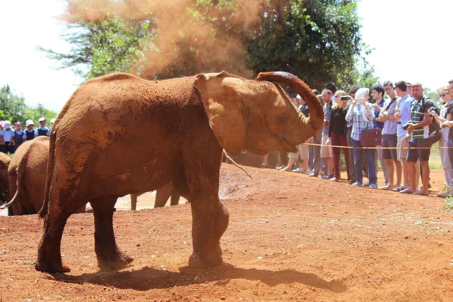 From Nairobi: Elephant Orphanage and Giraffe Center Day Trip - Lunch, Drinks, and the Realistic Pace of the Day