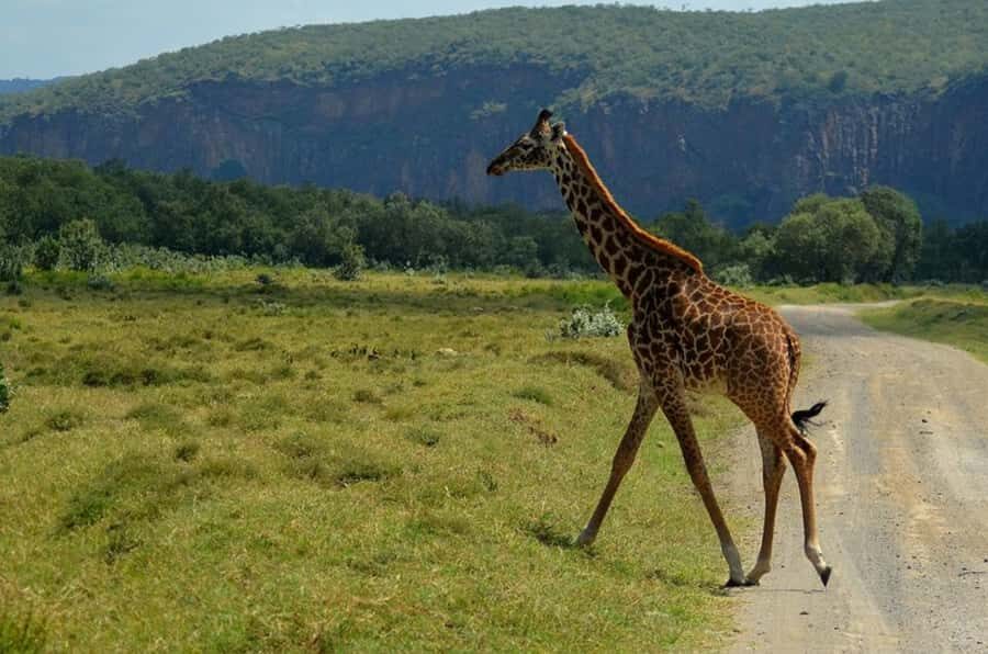 From Nairobi: Lake Naivasha and Hell's Gate Park Day Tour - The guided gorge walk and cave stops (if you choose walking)