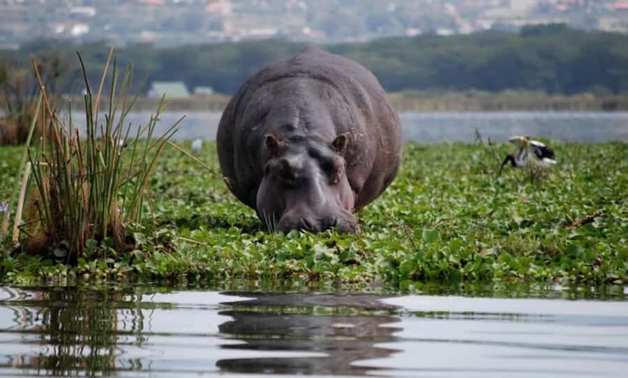 From Nairobi: Lake Naivasha and Hell's Gate Park Day Tour - Hell’s Gate National Park: cycling safari, guide, and wildlife spotting