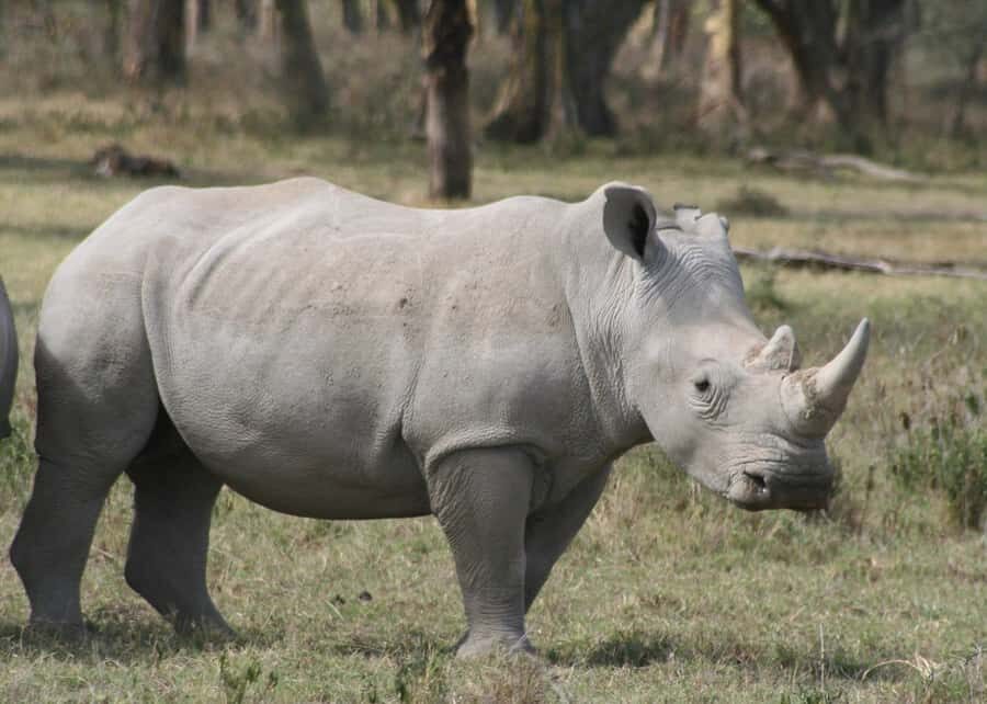 From Nairobi: Lakes Nakuru & Naivasha National Park Day Tour - Key things to know before you go
