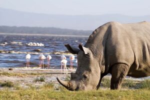 From Nairobi: Lakes Nakuru & Naivasha National Park Day Tour - Lake Nakuru National Park: pink flamingos, rhinos, and big-game chances