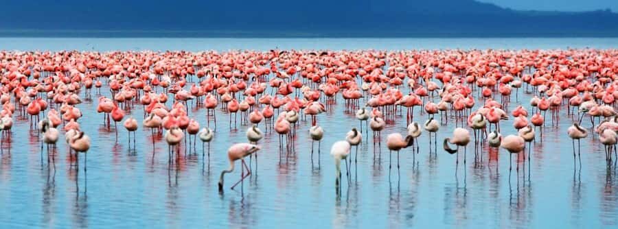 From Nairobi: Lakes Nakuru & Naivasha National Park Day Tour - The lodge lunch stop: how to avoid losing your best wildlife window