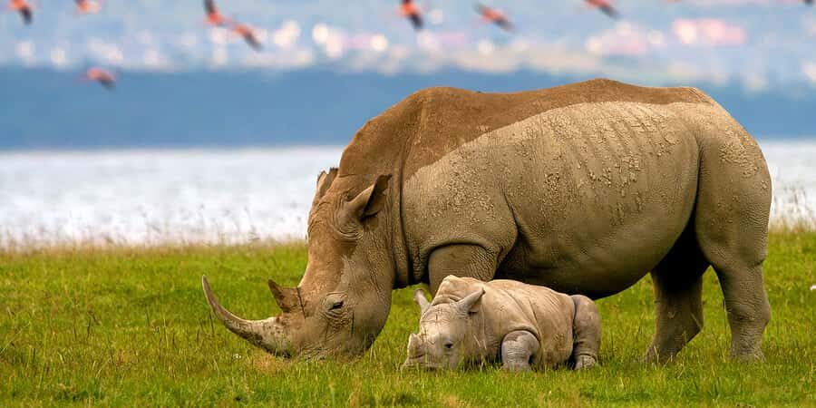 From Nairobi: Lakes Nakuru & Naivasha National Park Day Tour - Lake Naivasha boat ride: eagle feeding, hippos, and the reality of “about an hour”