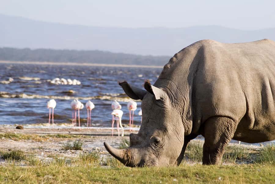 From Nairobi: Lakes Nakuru & Naivasha National Park Day Tour - Price and value: what you’re really paying for