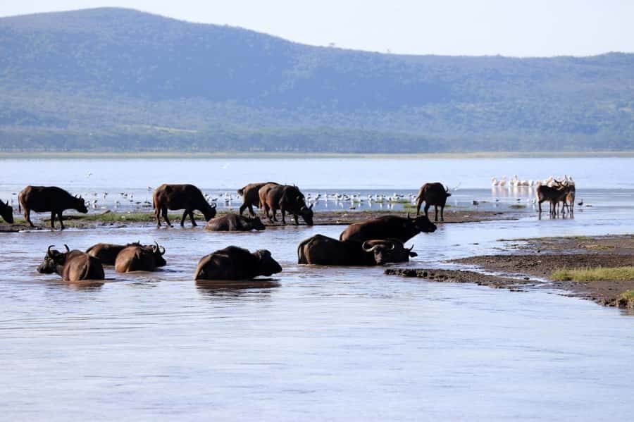 From Nairobi: Lakes Nakuru & Naivasha National Park Day Tour - Should you book this tour?