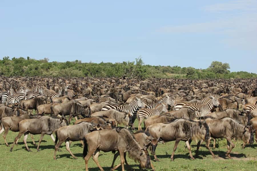 From Nairobi: Maasai Mara 3Day Budget Safari Holiday on Jeep - Key Points at a Glance
