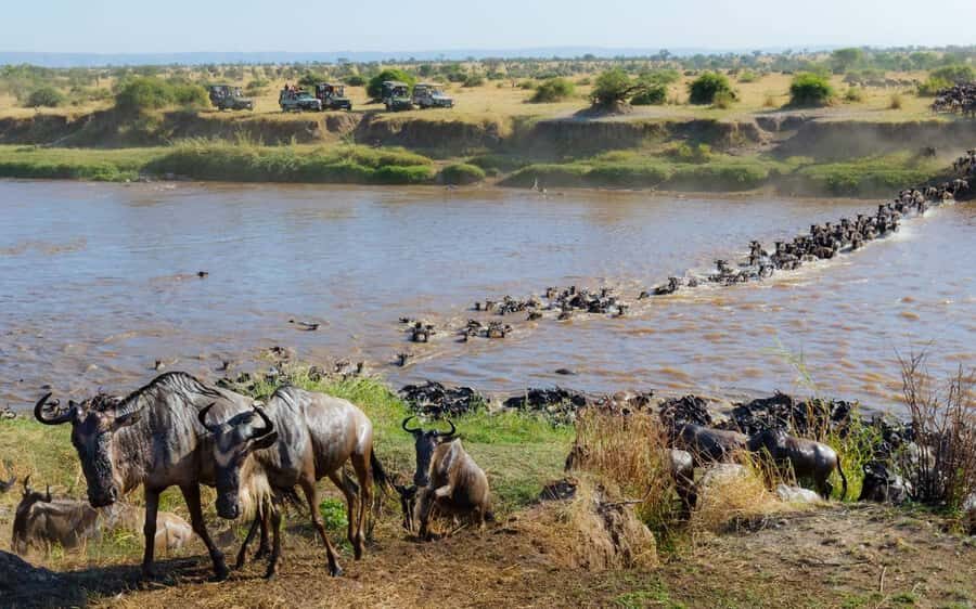 From Nairobi: Maasai Mara 3Day Budget Safari Holiday on Jeep - Day 2: Full Wildlife Day Around Mara River and the Masai Mara–Serengeti Ecosystem