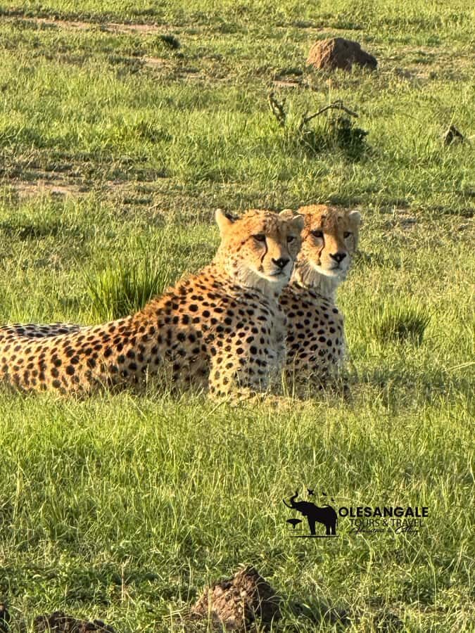 From Nairobi to Masai Mara Reserve & Village visit Day trip - Nairobi Morning: Why You Start So Early