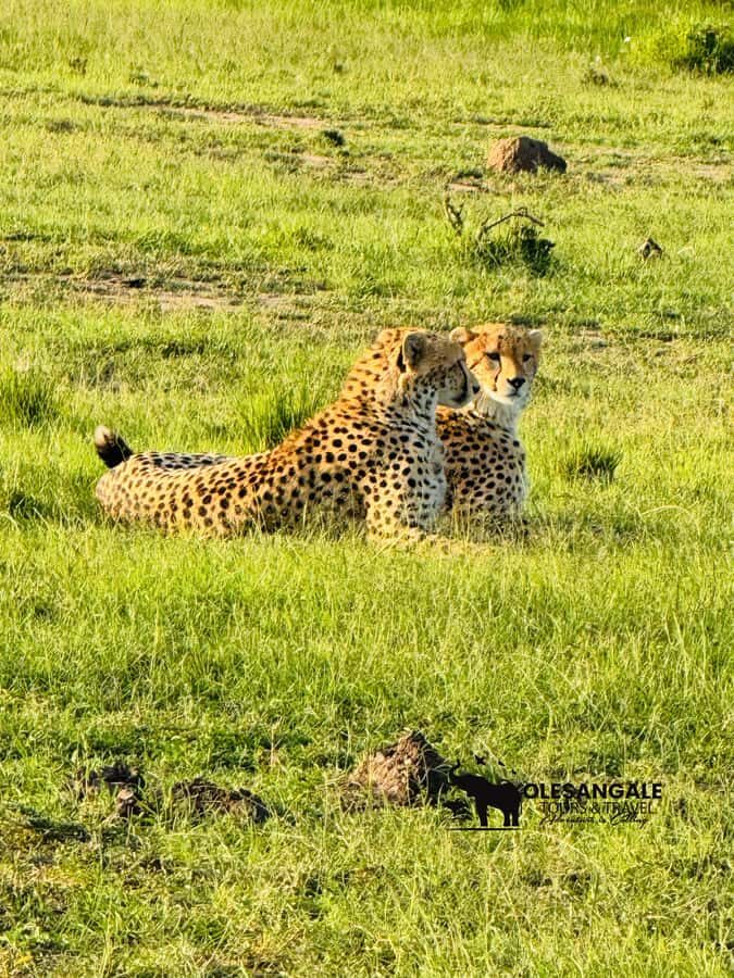From Nairobi to Masai Mara Reserve & Village visit Day trip - The Game Drive: Your Real Safari Core (Four Hours)