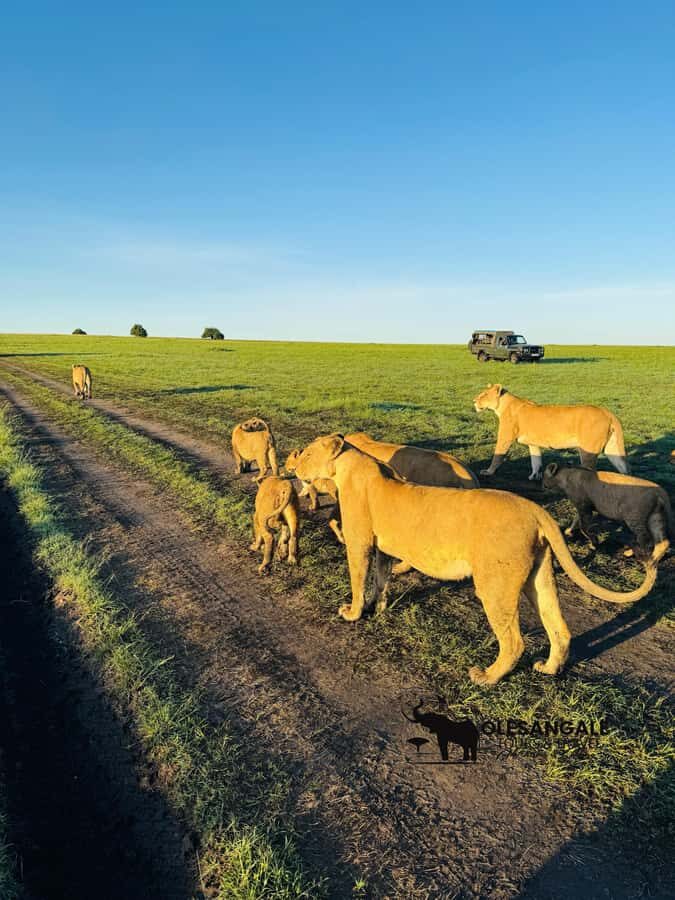 From Nairobi to Masai Mara Reserve & Village visit Day trip - Picnic Lunch in the Park: Simple Break, Worth It