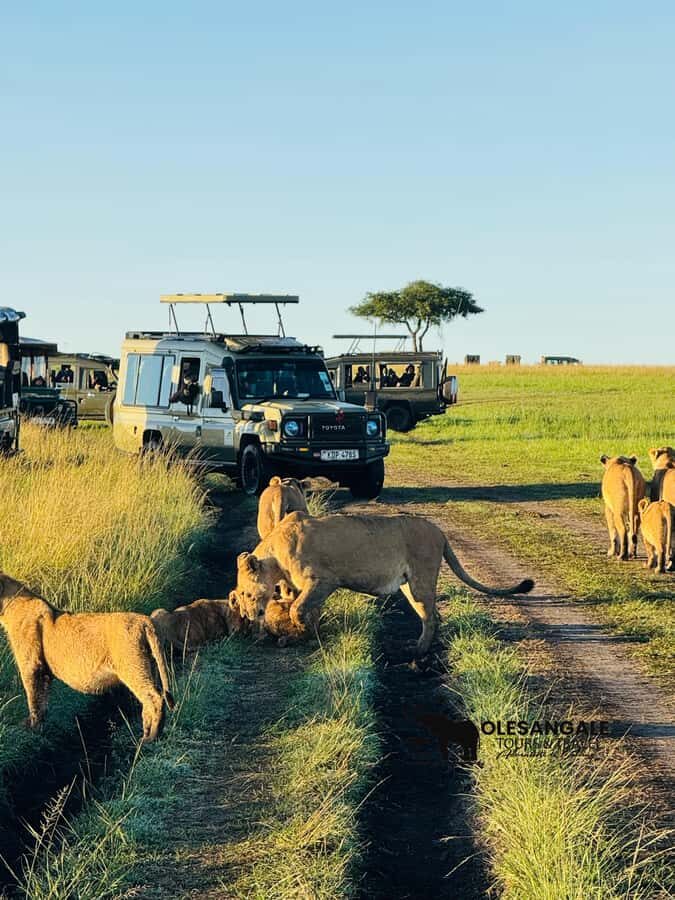 From Nairobi to Masai Mara Reserve & Village visit Day trip - Masai Village Visit: Adumu Dance, Manyattas, and Crafts